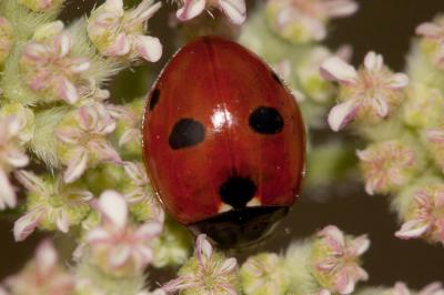  Coccinella quinquepunctata Linnaeus, 1758