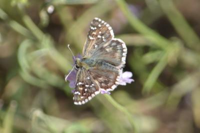 Hespérie de la Malope (L'), Vergeté (Le) Pyrgus onopordi (Rambur, 1839)