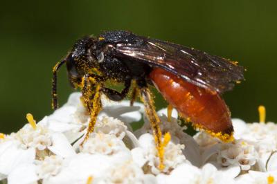  Sphecodes Latreille, 1804