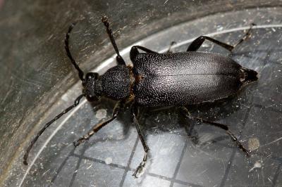 Lepture écussonné Stictoleptura scutellata (Fabricius, 1781)