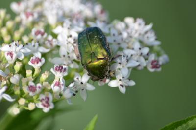 Cétoine dorée (la), Hanneton des roses Cetonia aurata (Linnaeus, 1758)