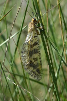  Palpares libelluloides (Linnaeus, 1764)
