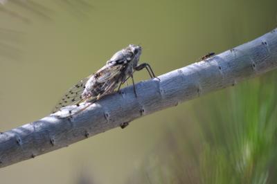 Cigale grise (la), Cigale de l'orne (la), Cigale p Cicada orni Linnaeus, 1758