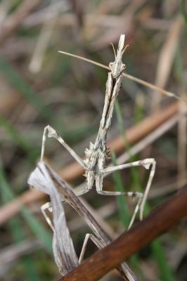 Empuse commune, Diablotin Empusa pennata (Thunberg, 1815)