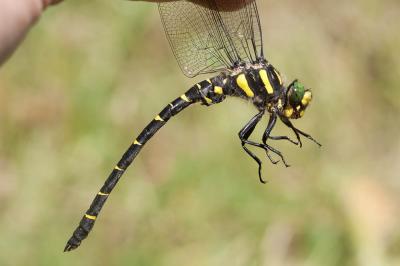 Cordulégastre bidenté (Le) Cordulegaster bidentata Selys, 1843