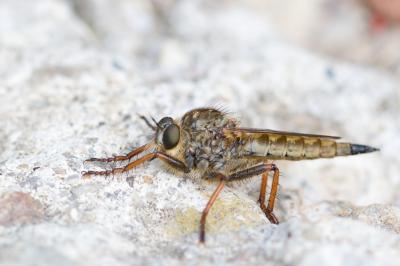  Machimus chrysitis (Meigen, 1820)