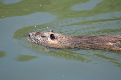 Ragondin Myocastor coypus (Molina, 1782)