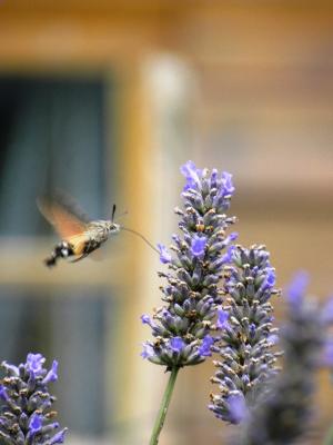 Moro-Sphinx (Le), Sphinx du Caille-Lait (Le) Macroglossum stellatarum (Linnaeus, 1758)