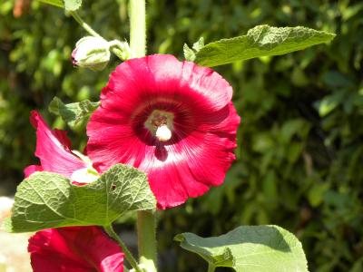 Rose trémière, Passerose Alcea rosea L., 1753