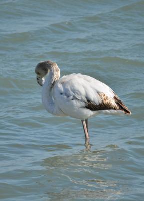 Flamant rose Phoenicopterus roseus Pallas, 1811
