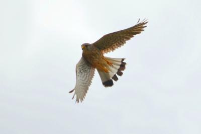 Faucon crécerelle Falco tinnunculus Linnaeus, 1758