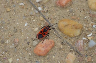 Gendarme, Pyrrhocore, Soldat, Suisse Pyrrhocoris apterus (Linnaeus, 1758)