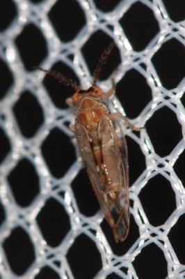 Psylle du figuier Homotoma ficus (Linnaeus, 1758)