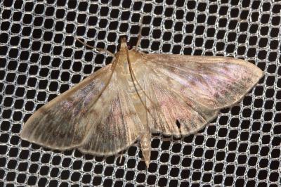  Pleuroptya ruralis (Scopoli, 1763)