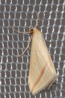 Phalène sacrée (La) Rhodometra sacraria (Linnaeus, 1767)