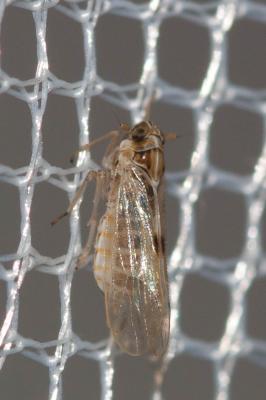  Javesella pellucida (Fabricius, 1794)