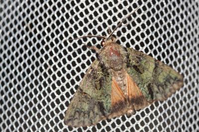 Noctuelle du Camérisier (La) Polyphaenis sericata (Esper, 1787)