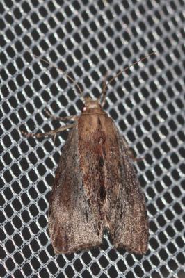  Galleria mellonella (Linnaeus, 1758)