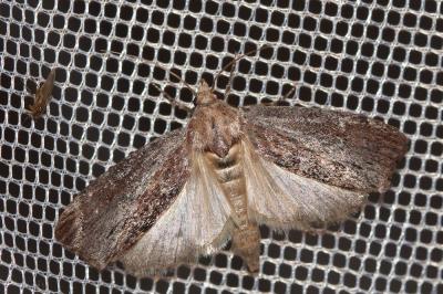  Galleria mellonella (Linnaeus, 1758)