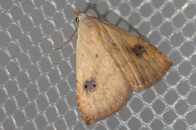 Soyeuse (La) Rivula sericealis (Scopoli, 1763)