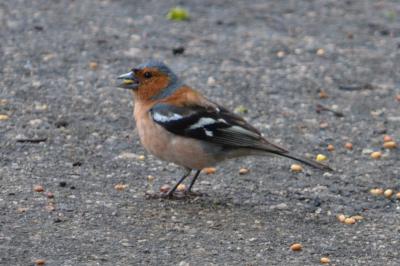 Pinson des arbres Fringilla coelebs Linnaeus, 1758