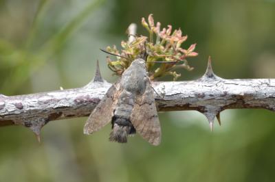 Moro-Sphinx (Le), Sphinx du Caille-Lait (Le) Macroglossum stellatarum (Linnaeus, 1758)