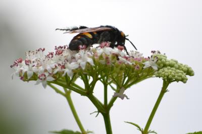  Megascolia maculata flavifrons (Fabricius, 1775)
