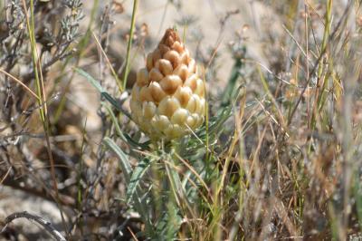  Rhaponticum coniferum subsp. coniferum (L.) Greuter, 2003