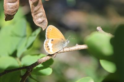 Céphale (Le), Arcanie (L') Coenonympha arcania (Linnaeus, 1760)