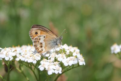 Fadet des garrigues (Le), Palémon (Le), Doré (Le) Coenonympha dorus (Esper, 1782)