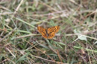 Petite Violette (La), Nacré violet (Le) Boloria dia (Linnaeus, 1767)