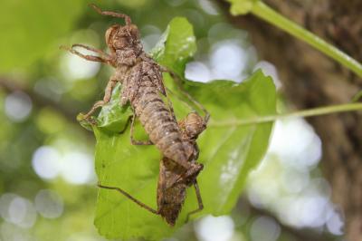 Cordulie splendide (La) Macromia splendens (Pictet, 1843)