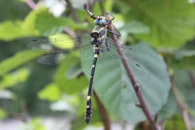 Cordulie splendide (La) Macromia splendens (Pictet, 1843)