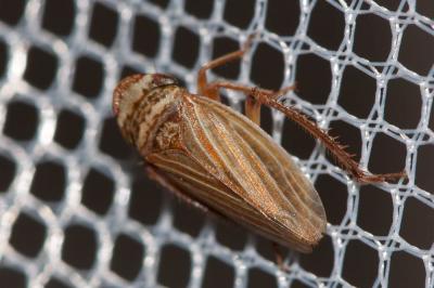  Aphrodes makarovi Zachvatkin, 1948