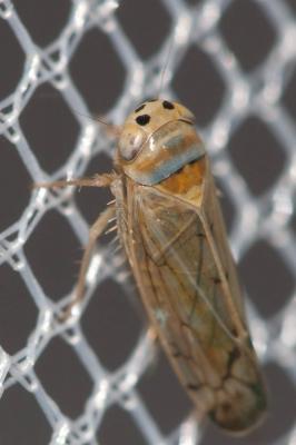  Anoplotettix fuscovenosus (Ferrari, 1882)