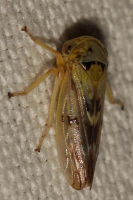  Rhytidodus decimusquartus (Schrank, 1776)