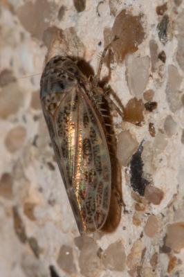  Euscelidius schenckii (Kirschbaum, 1868)