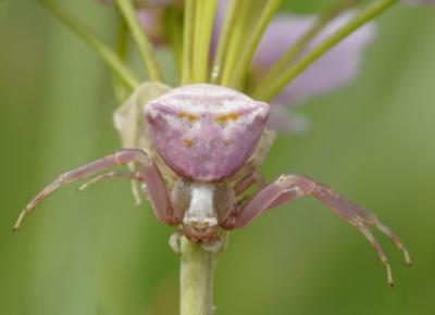 Thomise replet Thomisus onustus Walckenaer, 1805