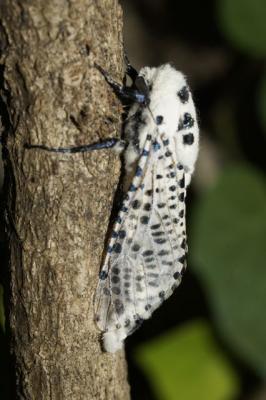 Zeuzère du Marronnier (La), Coquette (La), Zeuzère Zeuzera pyrina (Linnaeus, 1760)