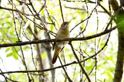 Rossignol philomèle Luscinia megarhynchos C. L. Brehm, 1831