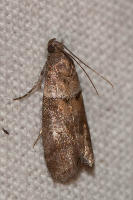  Acrobasis sodalella Zeller, 1848