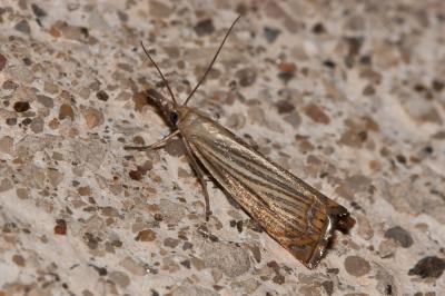  Chrysoteuchia culmella (Linnaeus, 1758)