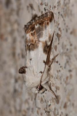 Cléophane opaline (La) Calophasia opalina (Esper, 1794)