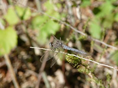 Orthétrum bleuissant (L') Orthetrum coerulescens (Fabricius, 1798)