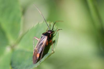  Adelphocoris seticornis (Fabricius, 1775)