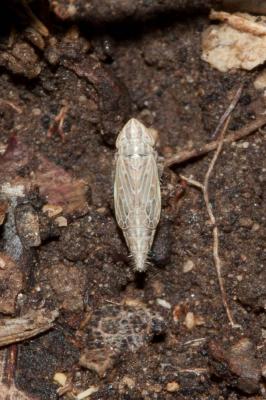  Arocephalus punctum (Flor, 1861)