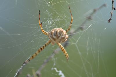  Argiope lobata (Pallas, 1772)