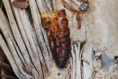 Bombyx du Palmier (Le) Paysandisia archon (Burmeister, 1880)