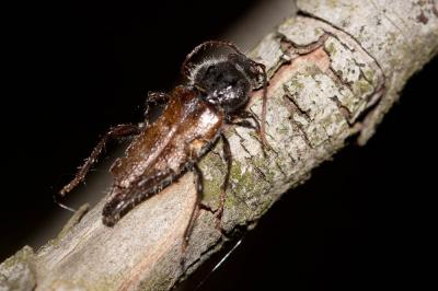  Hylotrupes bajulus (Linnaeus, 1758)