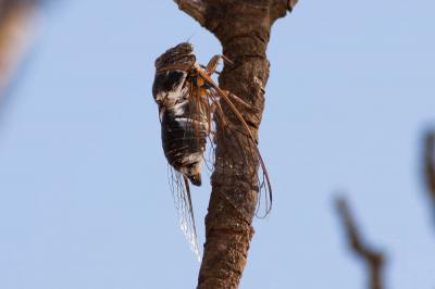 Cigale plébéienne (La), Grande Cigale commune (la) Lyristes plebejus (Scopoli, 1763)